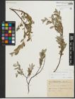 Foto von Salix repens subsp. repens L.